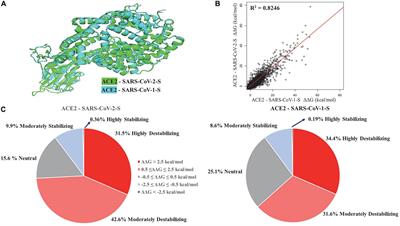 Genetic variations affecting ACE2 protein stability in minority populations